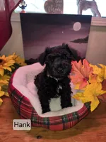 Akc Hank, a male Miniature Schnauzer for sale in Neosho, MO – Photo 8 of 8