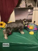 Akc Molly, a female Miniature Schnauzer for sale in Neosho, MO – Photo 6 of 9