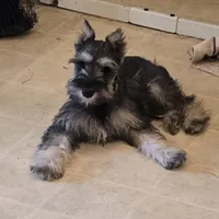 Akc Molly, a female Miniature Schnauzer for sale in Neosho, MO – Photo 4 of 9