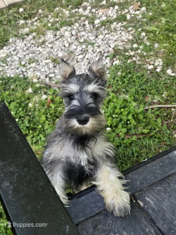 Akc Molly, a female Miniature Schnauzer for sale in Neosho, MO – Photo 1 of 9