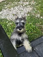 Akc Molly, a female Miniature Schnauzer for sale in Neosho, MO – Photo 1 of 9