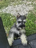 Akc Molly, a female Miniature Schnauzer for sale in Neosho, MO – Photo 3 of 9