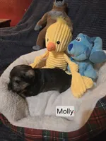 Akc Molly, a female Miniature Schnauzer for sale in Neosho, MO – Photo 4 of 5