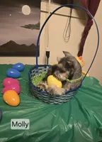 Akc Molly, a female Miniature Schnauzer for sale in Neosho, MO – Photo 7 of 9