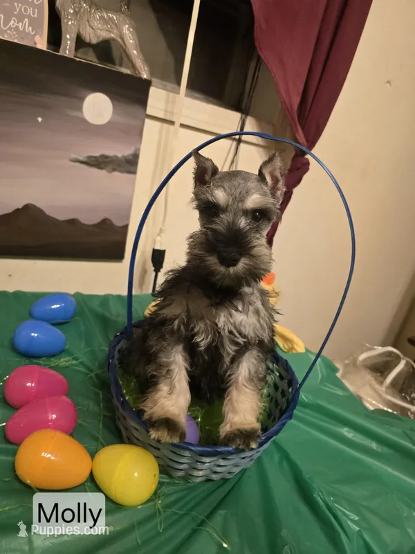 Akc Molly – Miniature Schnauzer puppy for sale in Neosho, MO