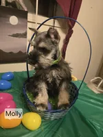 Akc Molly, a female Miniature Schnauzer for sale in Neosho, MO – Photo 2 of 9