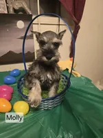 Akc Molly, a female Miniature Schnauzer for sale in Neosho, MO – Photo 3 of 9