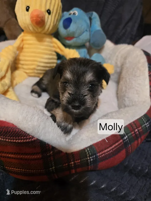 Akc Molly