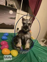 Akc Molly, a female Miniature Schnauzer for sale in Neosho, MO – Photo 9 of 9