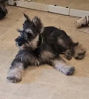 Akc Molly, a female Miniature Schnauzer for sale in Neosho, MO – Photo 5 of 9