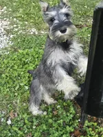 Akc Molly, a female Miniature Schnauzer for sale in Neosho, MO – Photo 2 of 9