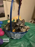Akc Molly, a female Miniature Schnauzer for sale in Neosho, MO – Photo 5 of 9