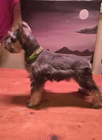 Akc Molly, a female Miniature Schnauzer for sale in Neosho, MO – Photo 4 of 9