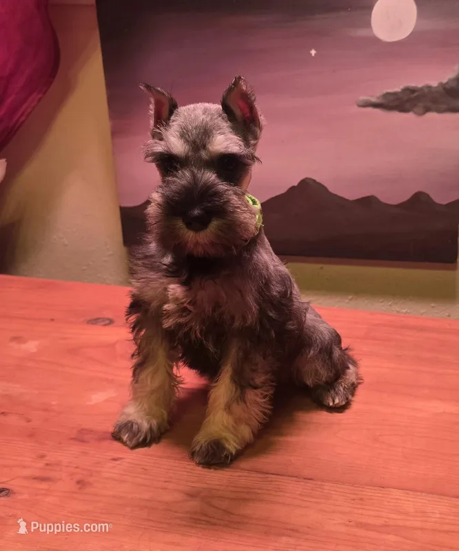 Akc Molly – Miniature Schnauzer puppy for sale in Neosho, MO