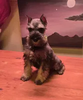 Akc Molly, a female Miniature Schnauzer for sale in Neosho, MO – Photo 8 of 9