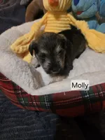 Akc Molly, a female Miniature Schnauzer for sale in Neosho, MO – Photo 2 of 5