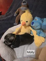 Akc Molly, a female Miniature Schnauzer for sale in Neosho, MO – Photo 5 of 5