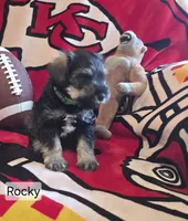 Akc Rocky, a male Miniature Schnauzer for sale in Neosho, MO – 2 of 6