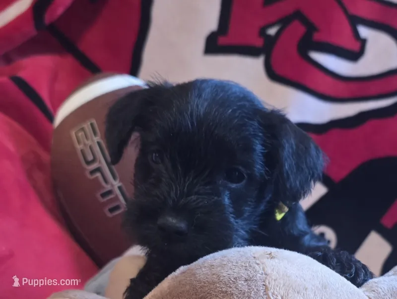 Akc Bella – Miniature Schnauzer puppy for sale in Neosho, MO