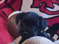 Akc Bella, a female Miniature Schnauzer for sale in Neosho, MO – 1 of 6