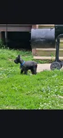 Akc Diesel **Potty trained***, a male Miniature Schnauzer for sale in Neosho, MO – 3 of 9