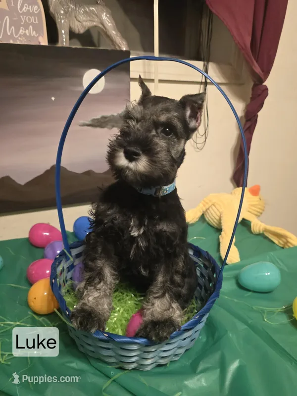 AKC LUKE – Miniature Schnauzer puppy for sale in Neosho, MO