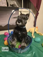 AKC LUKE, a male Miniature Schnauzer for sale in Neosho, MO – Photo 1 of 7