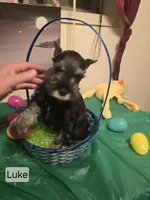 AKC LUKE, a male Miniature Schnauzer for sale in Neosho, MO – Photo 2 of 7