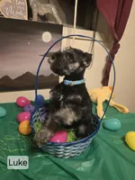 AKC LUKE, a male Miniature Schnauzer for sale in Neosho, MO – Photo 7 of 7