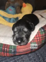 AKC LUKE, a male Miniature Schnauzer for sale in Neosho, MO – Photo 2 of 6