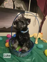 AKC LUKE, a male Miniature Schnauzer for sale in Neosho, MO – Photo 3 of 7
