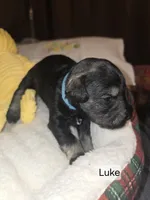 AKC LUKE, a male Miniature Schnauzer for sale in Neosho, MO – Photo 1 of 6