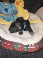 AKC LUKE, a male Miniature Schnauzer for sale in Neosho, MO – Photo 4 of 6