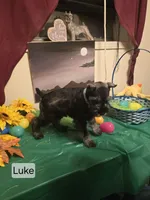 AKC LUKE, a male Miniature Schnauzer for sale in Neosho, MO – Photo 6 of 7