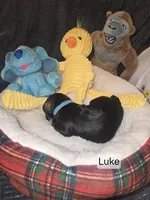AKC LUKE, a male Miniature Schnauzer for sale in Neosho, MO – Photo 5 of 6
