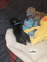 AKC LUKE, a male Miniature Schnauzer for sale in Neosho, MO – Photo 6 of 6