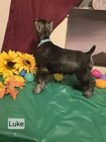 AKC LUKE, a male Miniature Schnauzer for sale in Neosho, MO – Photo 5 of 7