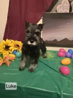 AKC LUKE, a male Miniature Schnauzer for sale in Neosho, MO – Photo 4 of 7