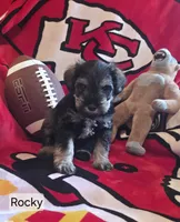 Akc Rocky, a male Miniature Schnauzer for sale in Neosho, MO – 5 of 6