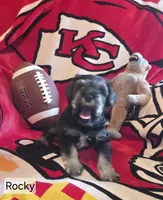 Akc Rocky, a male Miniature Schnauzer for sale in Neosho, MO – 3 of 6