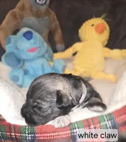 Akc White Claw, a female Miniature Schnauzer for sale in Neosho, MO – Photo 1 of 6