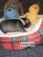 Akc White Claw, a female Miniature Schnauzer for sale in Neosho, MO – Photo 5 of 6