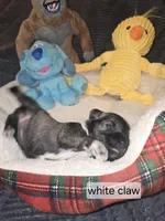 Akc White Claw, a female Miniature Schnauzer for sale in Neosho, MO – Photo 2 of 6