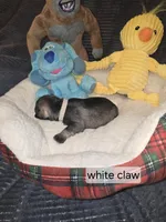 Akc White Claw, a female Miniature Schnauzer for sale in Neosho, MO – Photo 4 of 6