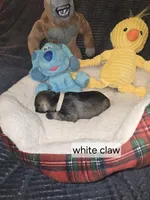 Akc White Claw, a female Miniature Schnauzer for sale in Neosho, MO – Photo 6 of 6
