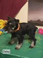 Akc Daisy, a female Miniature Schnauzer for sale in Neosho, MO – Photo 4 of 9