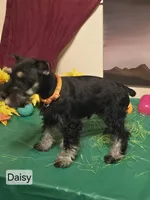 Akc Daisy, a female Miniature Schnauzer for sale in Neosho, MO – Photo 7 of 9