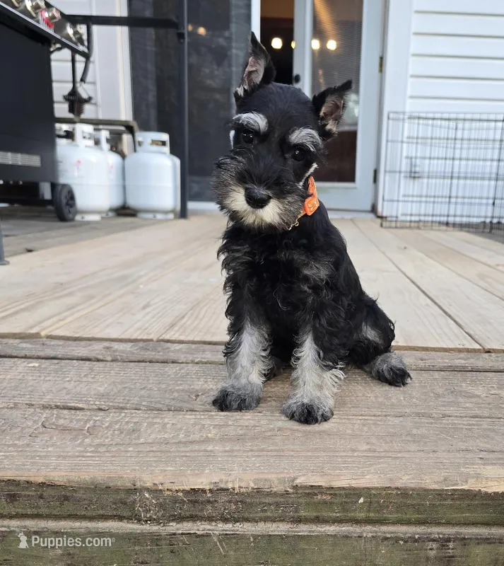 Akc Daisy – Miniature Schnauzer puppy for sale in Neosho, MO