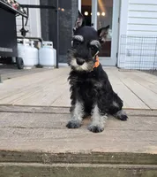 Akc Daisy, a female Miniature Schnauzer for sale in Neosho, MO – Photo 1 of 9