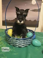 Akc Daisy, a female Miniature Schnauzer for sale in Neosho, MO – Photo 5 of 9
